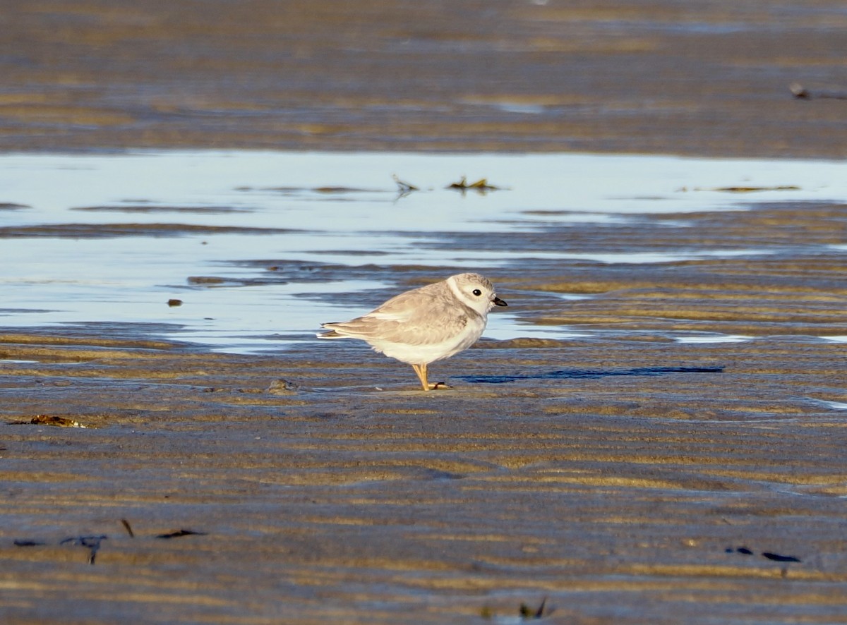 Piping Plover - ML642186355