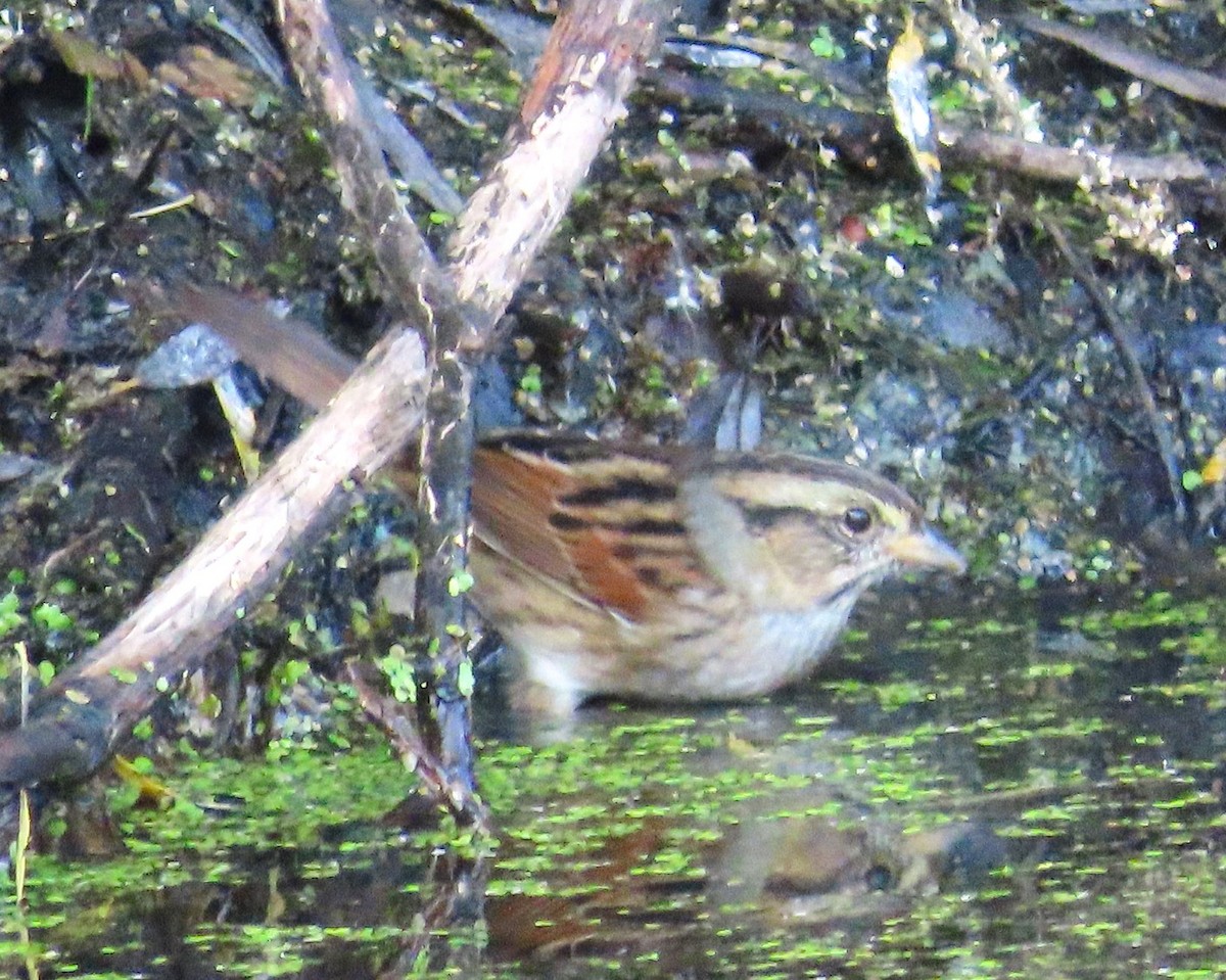 Swamp Sparrow - ML642186360