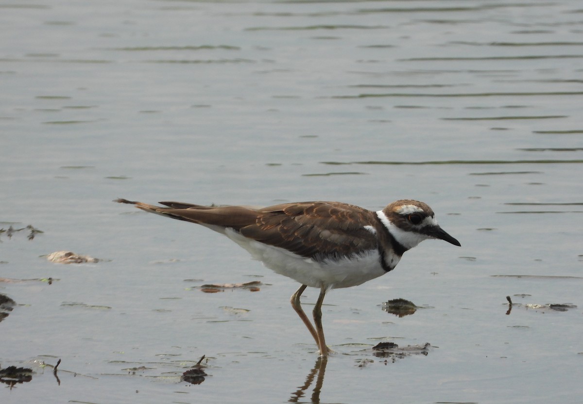 Killdeer - ML642186365