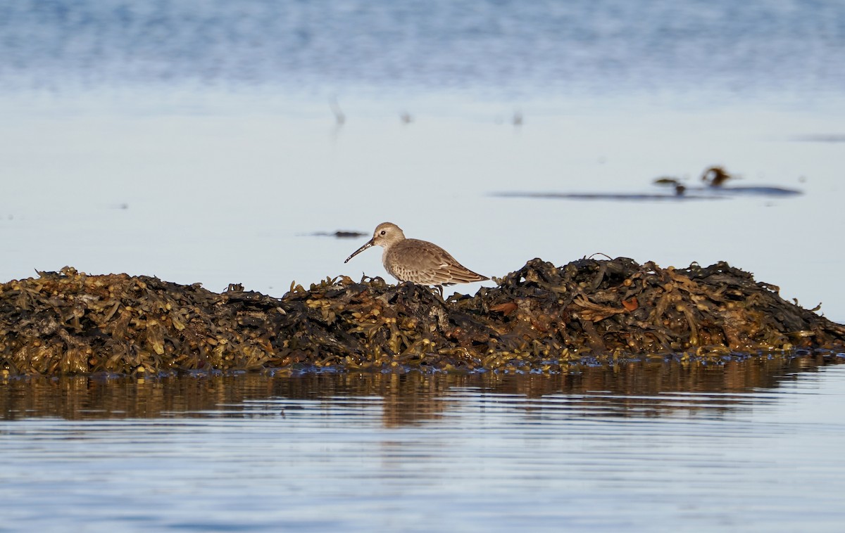 Dunlin - ML642186368