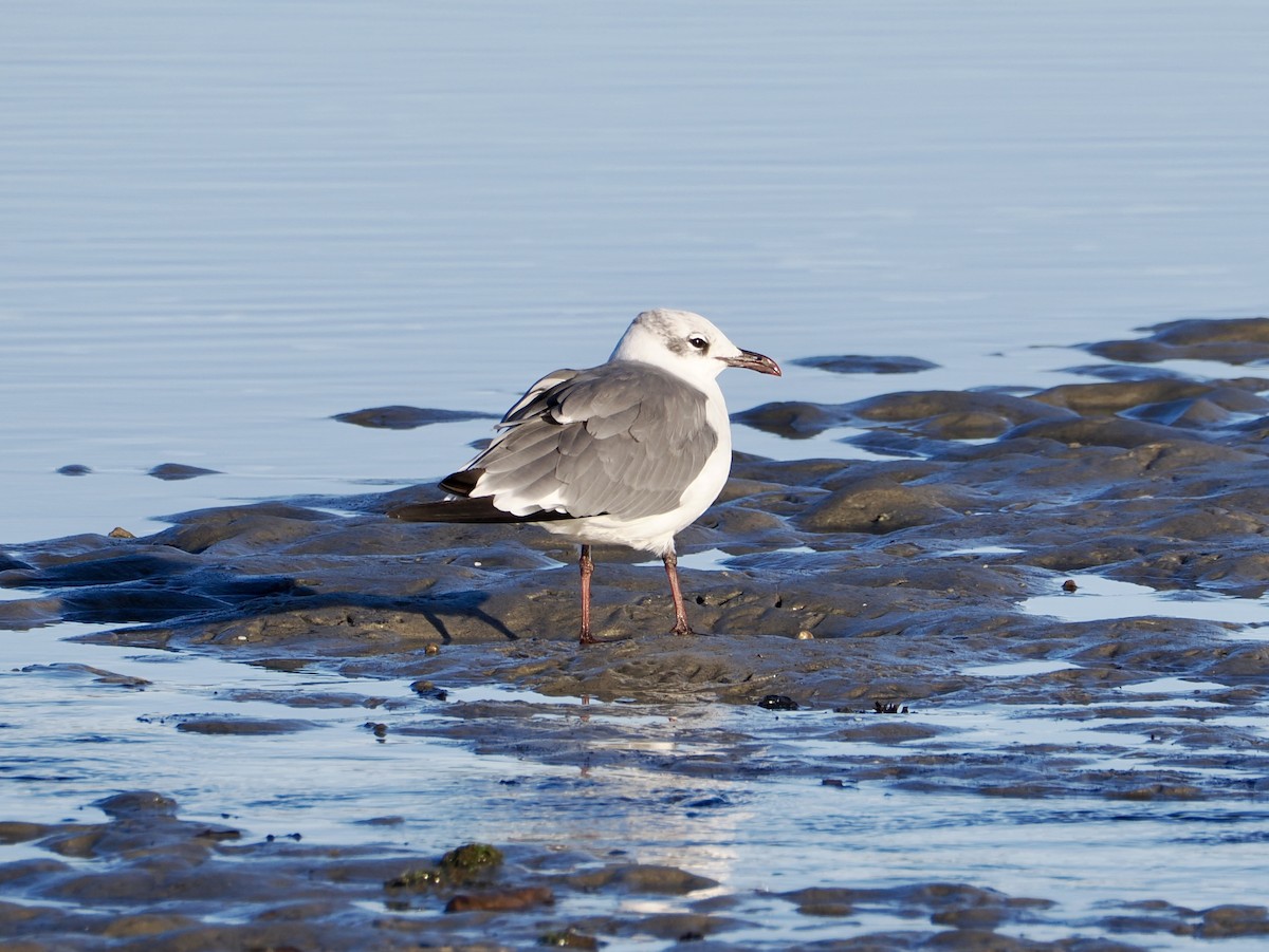 Laughing Gull - ML642186374