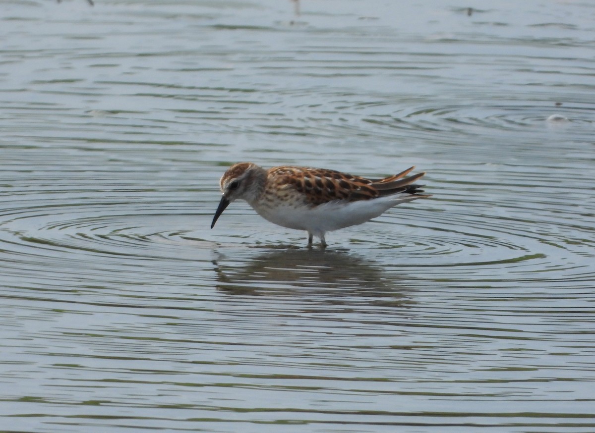 Least Sandpiper - ML642186375