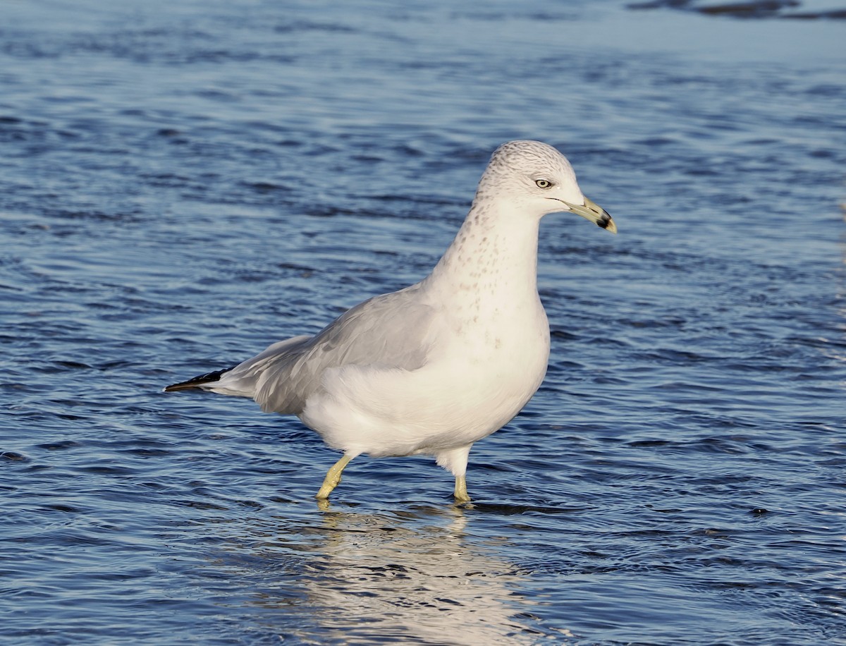 Ring-billed Gull - ML642186381