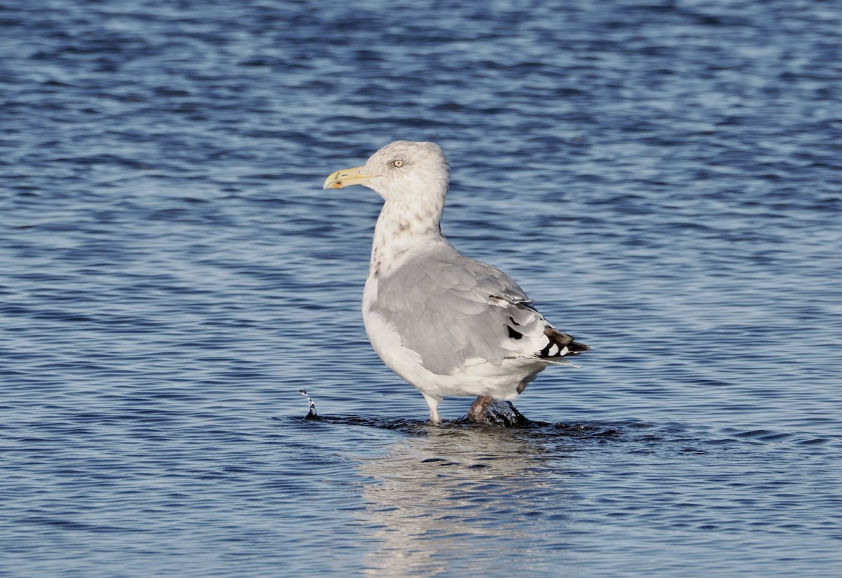 American Herring Gull - ML642186390