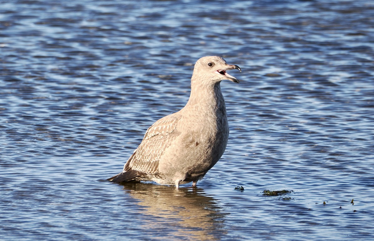 American Herring Gull - ML642186393