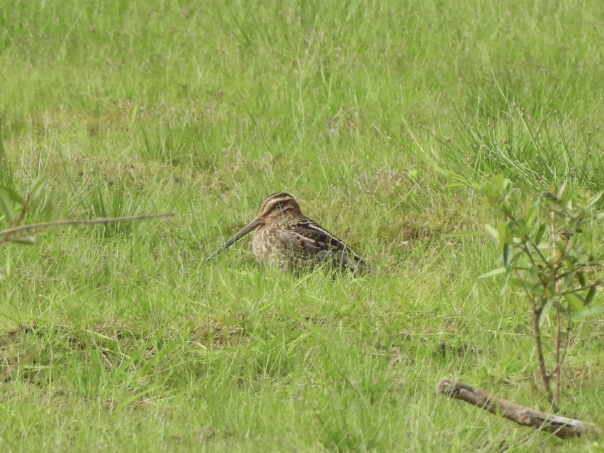 Wilson's Snipe - ML642186400