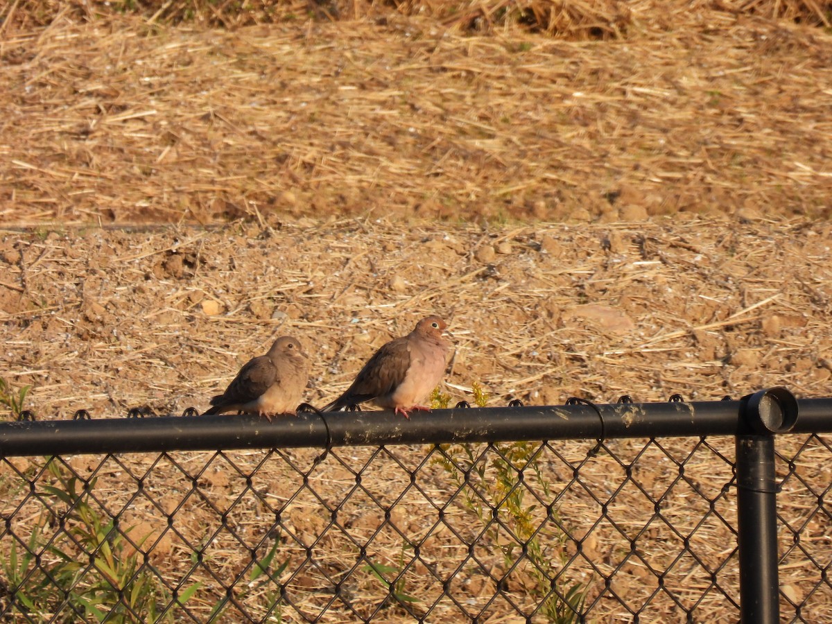 Mourning Dove - ML642186410