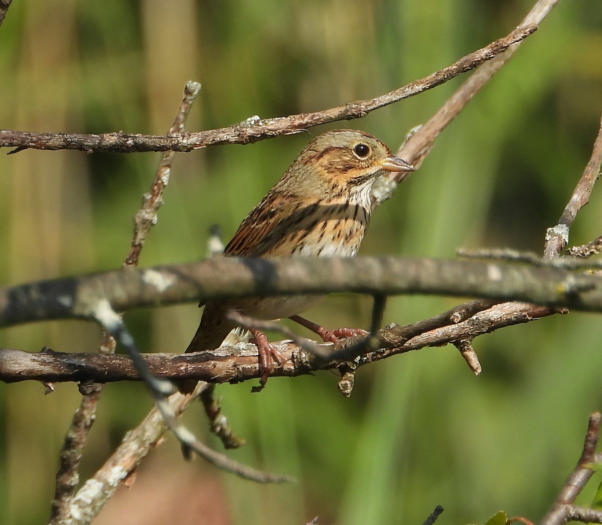 Lincoln's Sparrow - ML642186411
