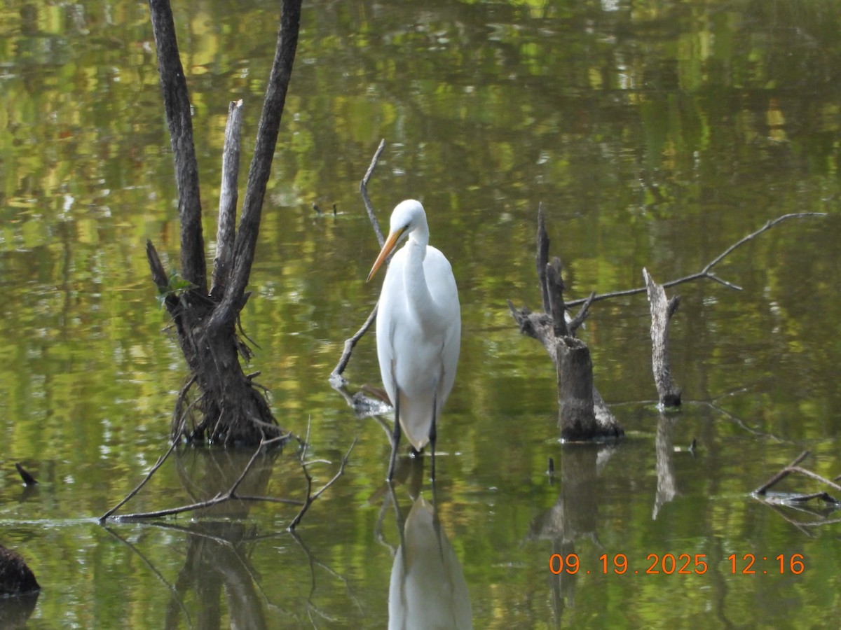 Great Egret - ML642186417
