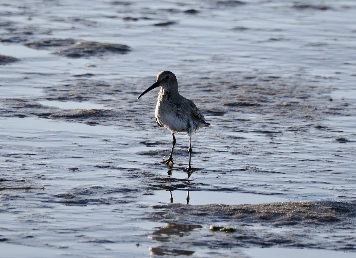 Dunlin - ML642186421