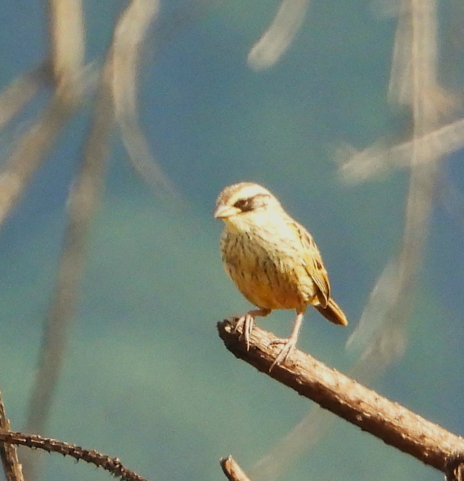 Striped Sparrow - ML642186427