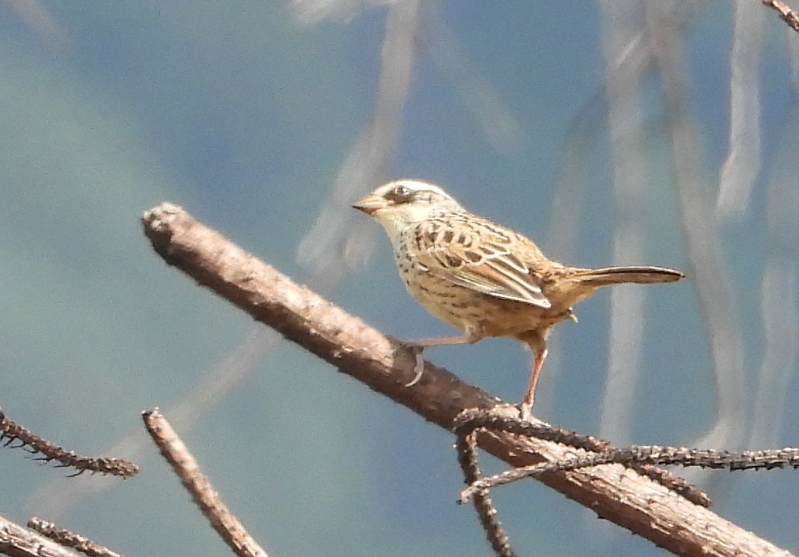 Striped Sparrow - ML642186428
