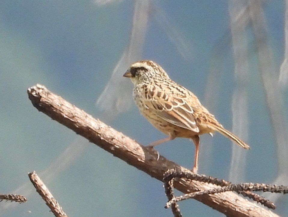 Striped Sparrow - ML642186429