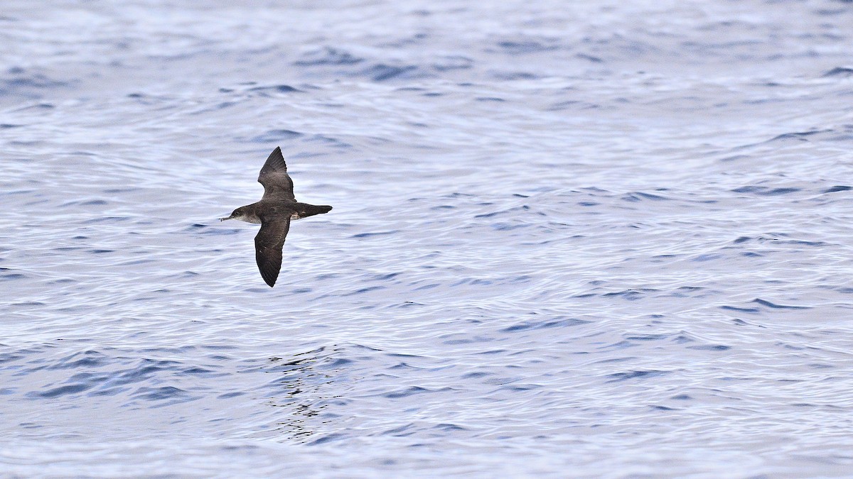 Black-vented Shearwater - ML642186432
