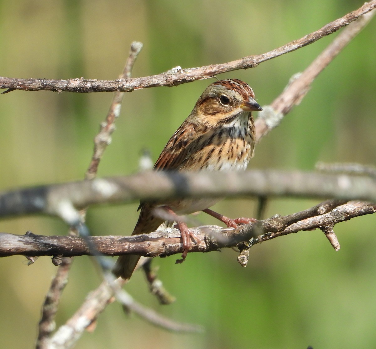 Lincoln's Sparrow - ML642186435