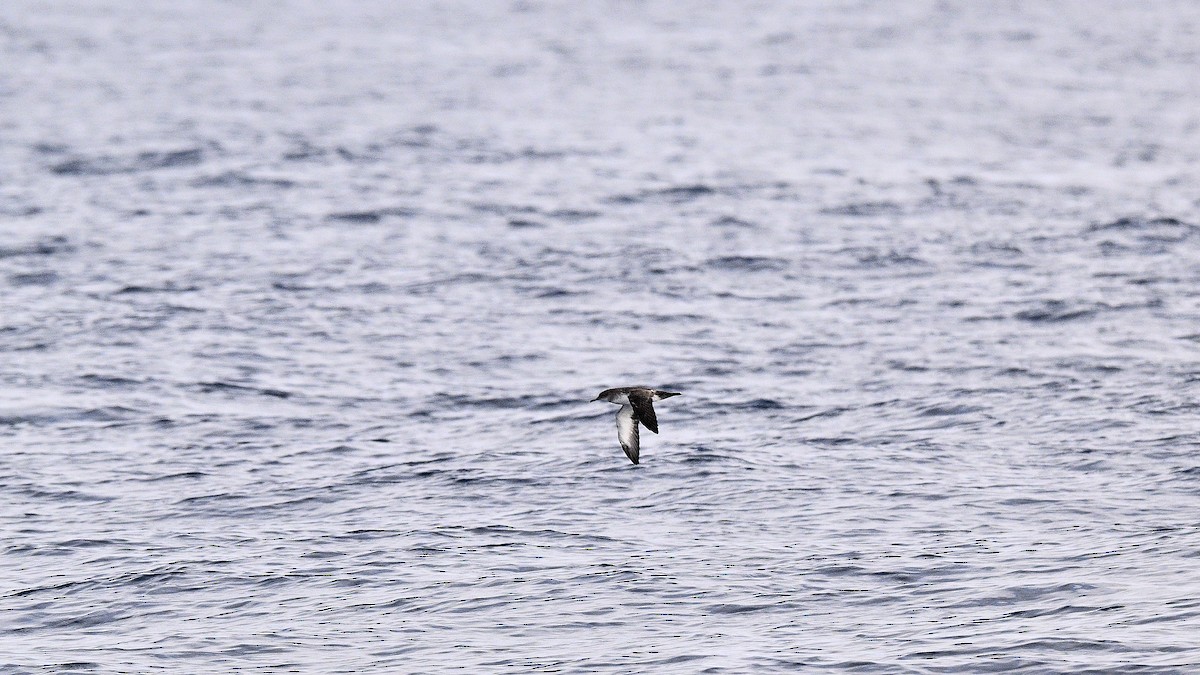 Black-vented Shearwater - ML642186437