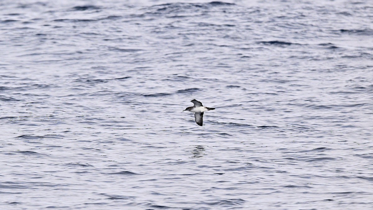Black-vented Shearwater - ML642186442