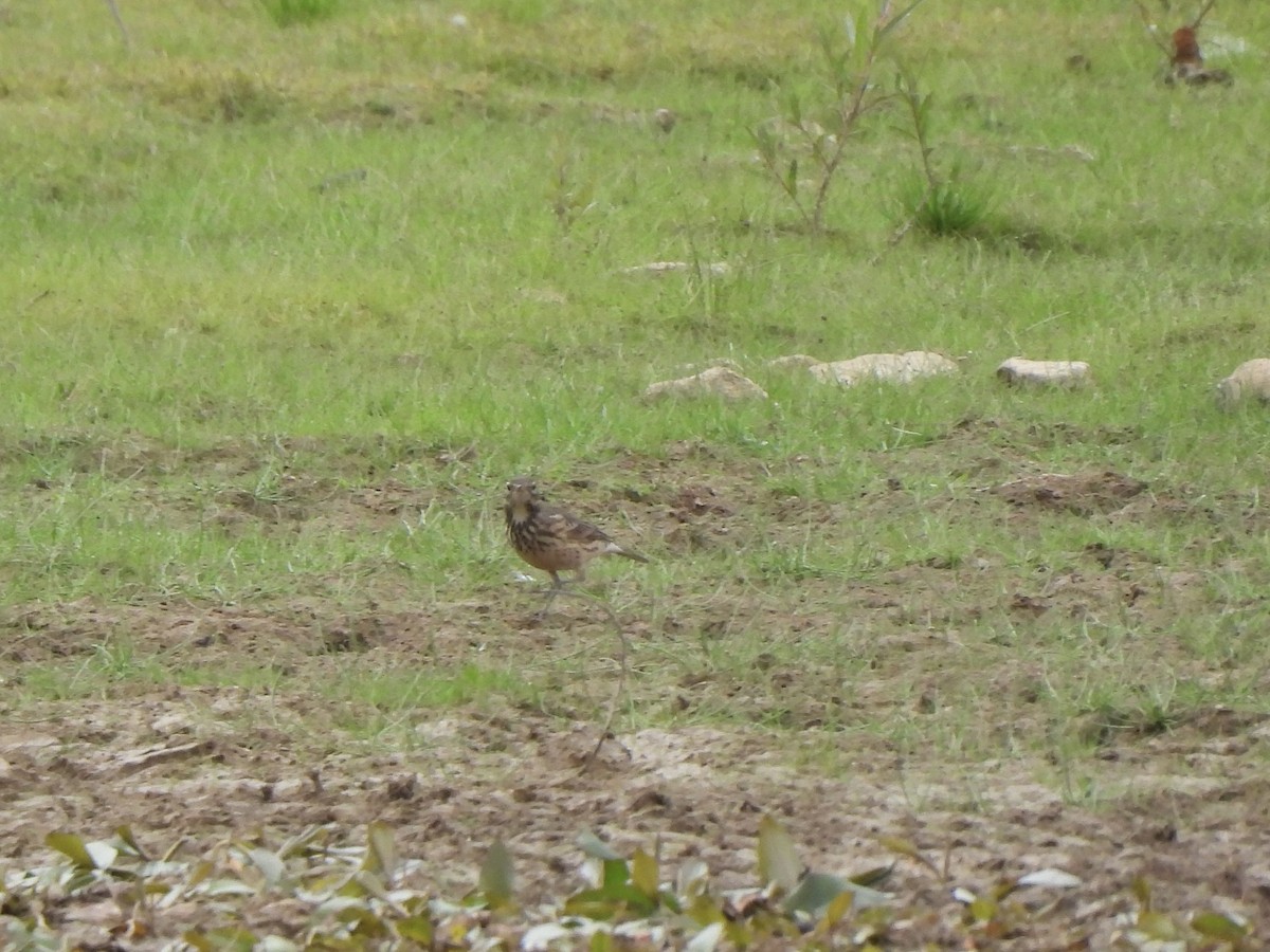American Pipit - ML642186445
