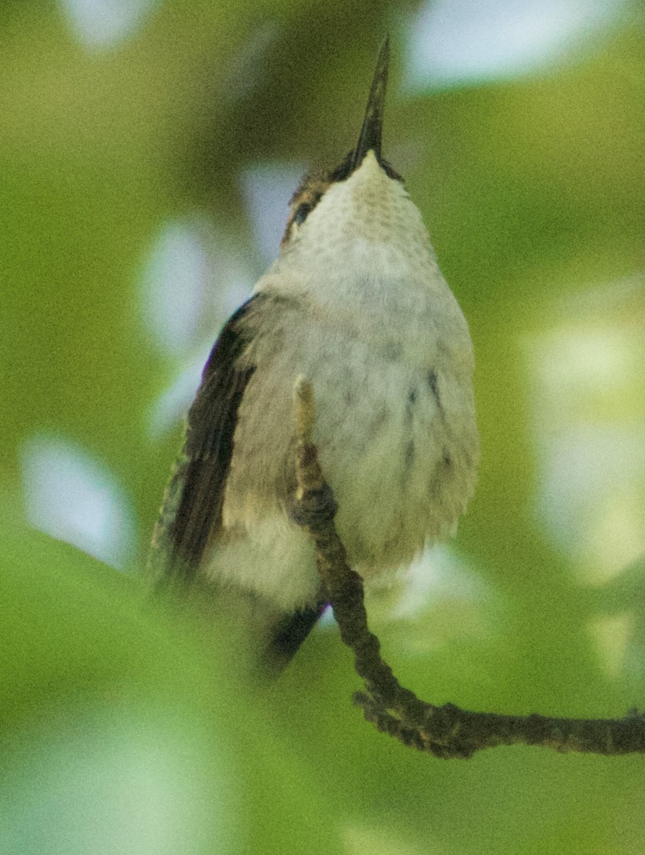 Ruby-throated Hummingbird - ML642186447