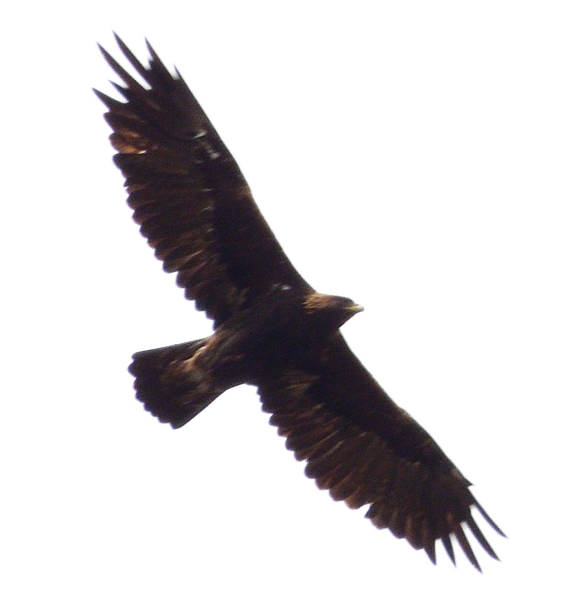 Golden Eagle - ML642186449