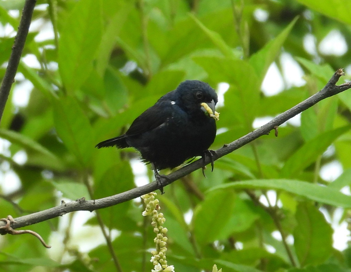 Blue-black Grassquit - ML642186450