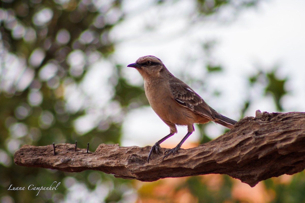 Chalk-browed Mockingbird - ML642186460