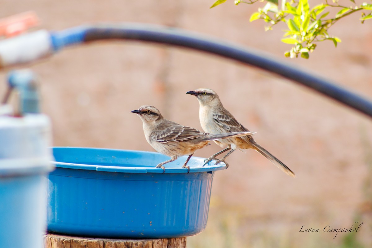 Chalk-browed Mockingbird - ML642186461