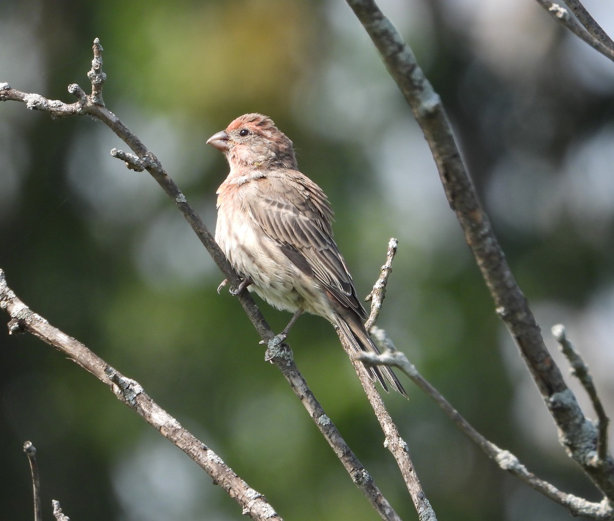 House Finch - ML642186462