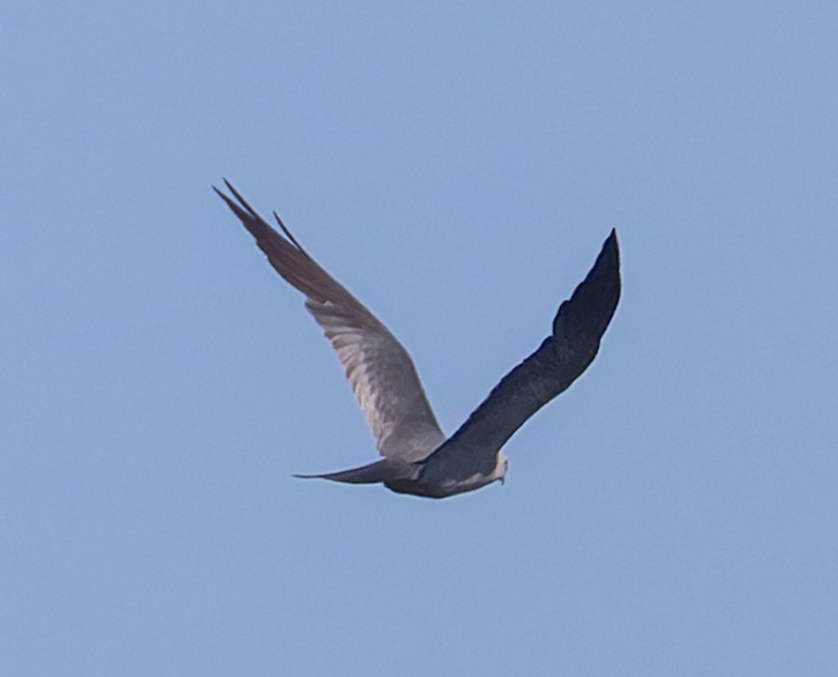 Mississippi Kite - ML642186464