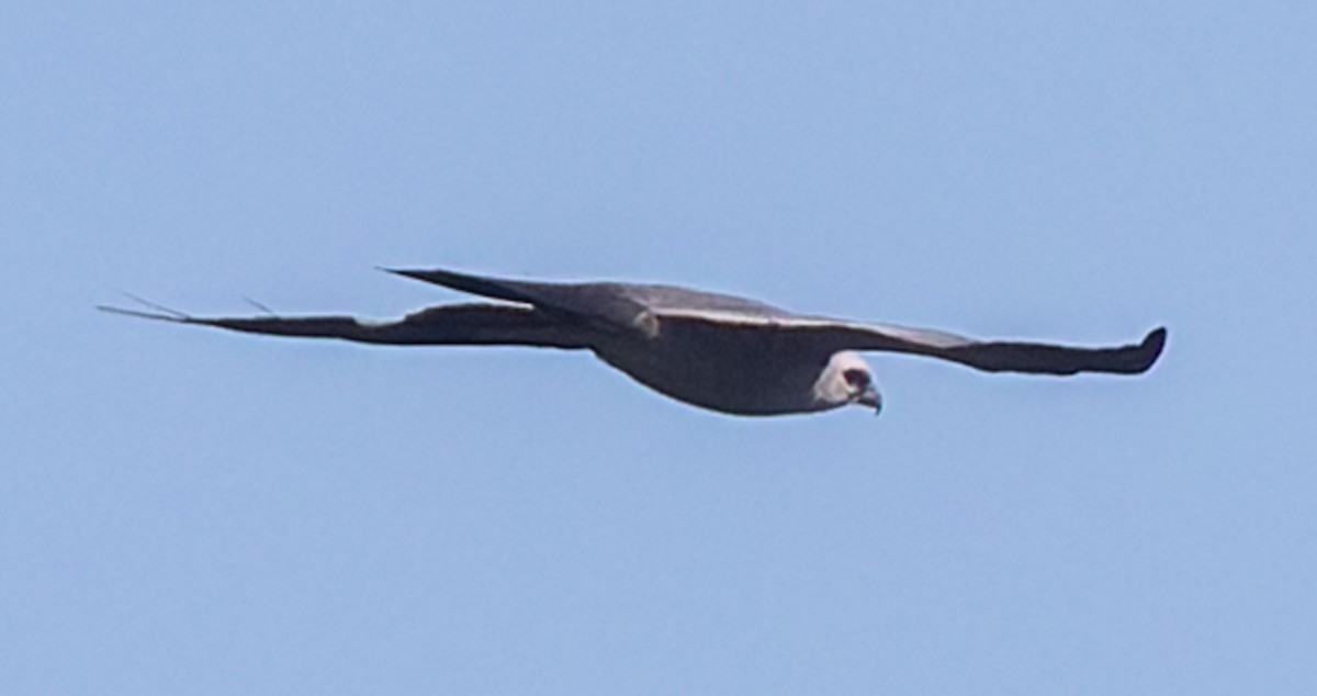 Mississippi Kite - ML642186465