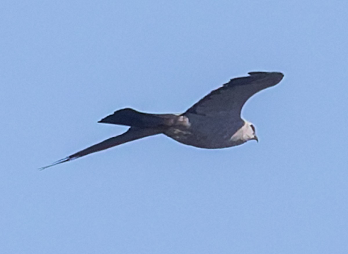 Mississippi Kite - ML642186466