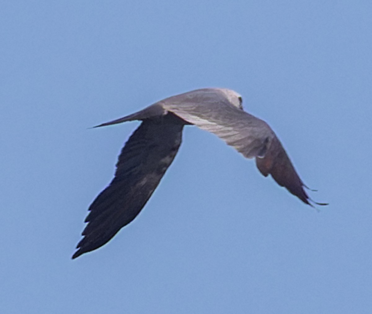 Mississippi Kite - ML642186467