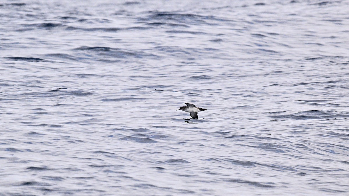 Black-vented Shearwater - ML642186469