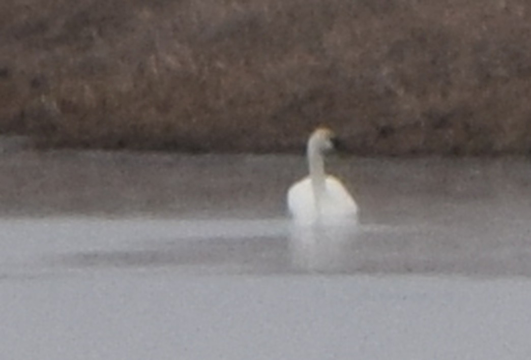 Tundra Swan - ML642186482