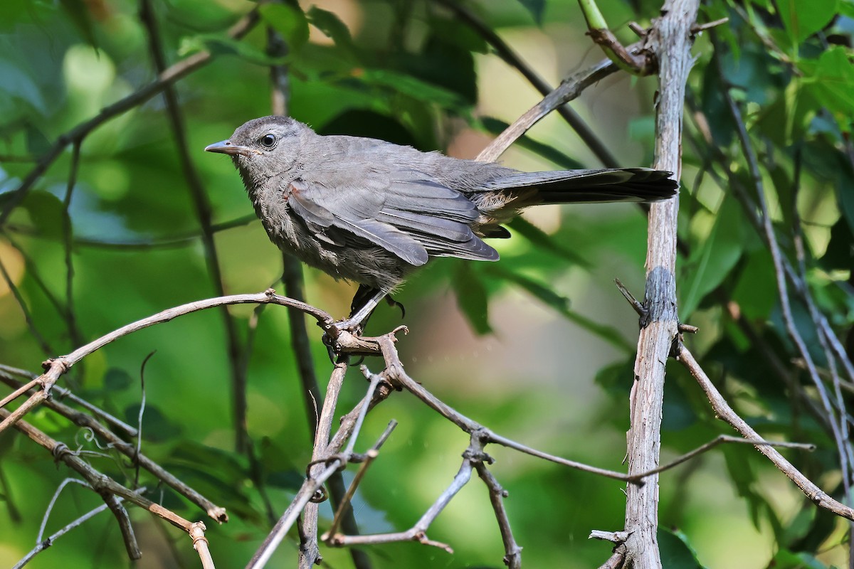Gray Catbird - ML642186506