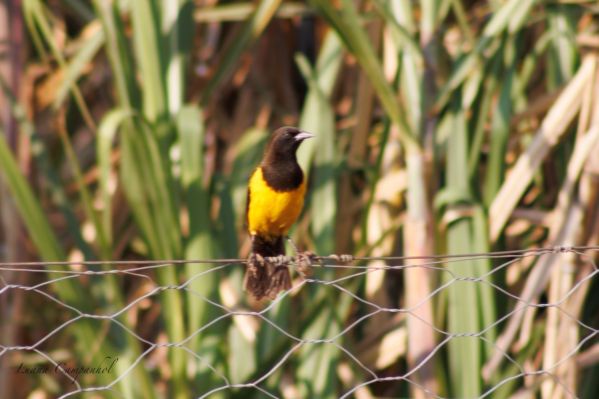 Yellow-rumped Marshbird - ML642186521