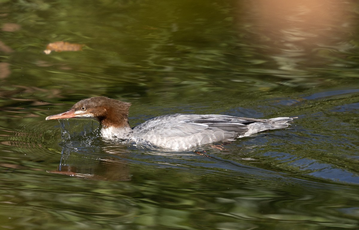 Common Merganser - ML642186526