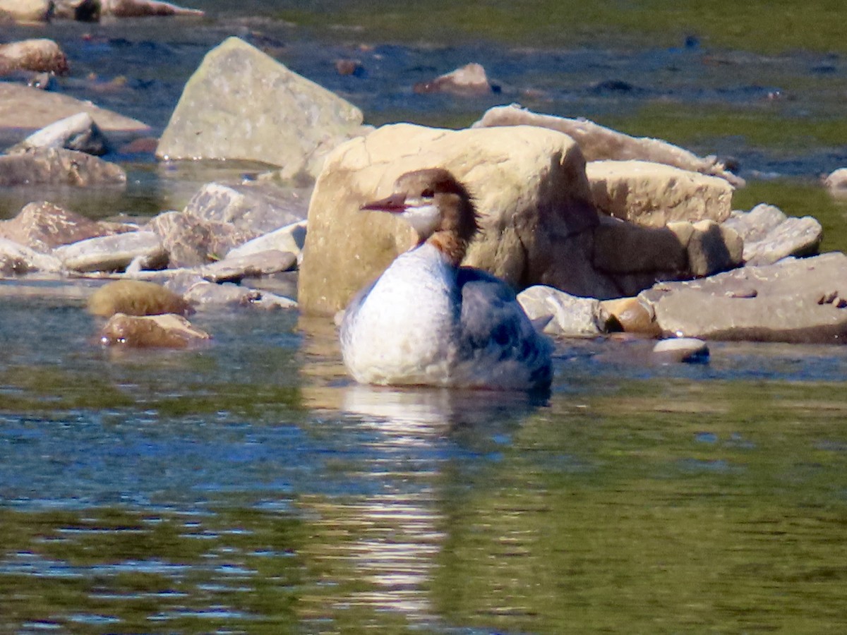Common Merganser - ML642186530