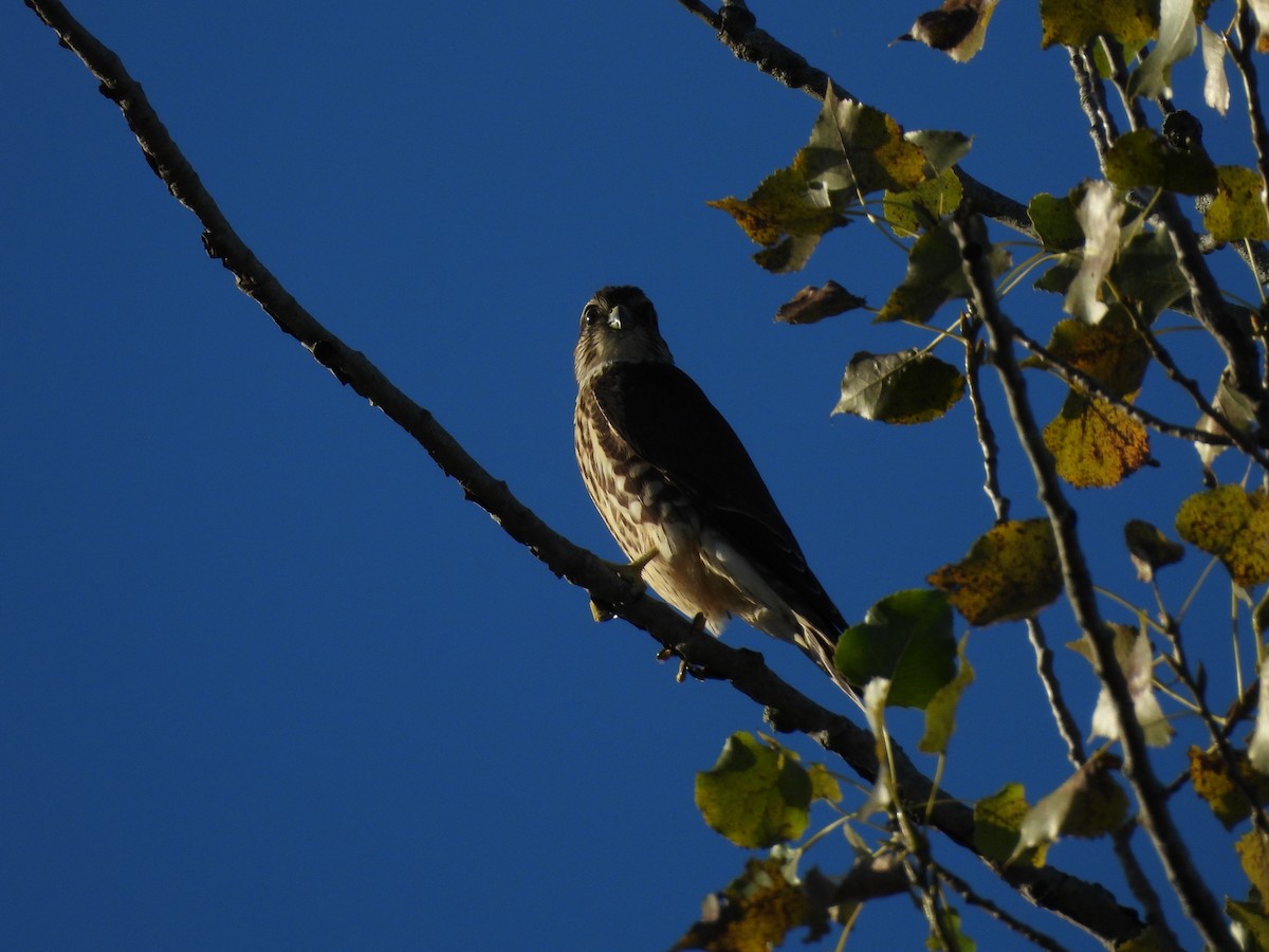 Merlin - ML642186531
