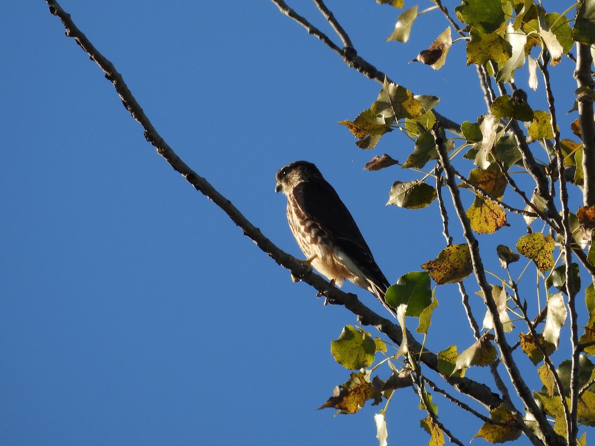 Merlin - ML642186532