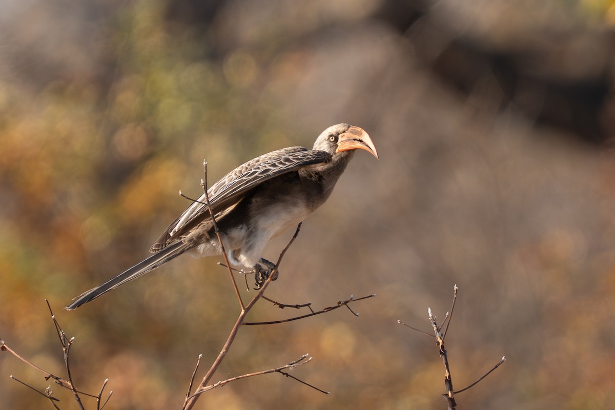 Bradfield's Hornbill - ML642186533