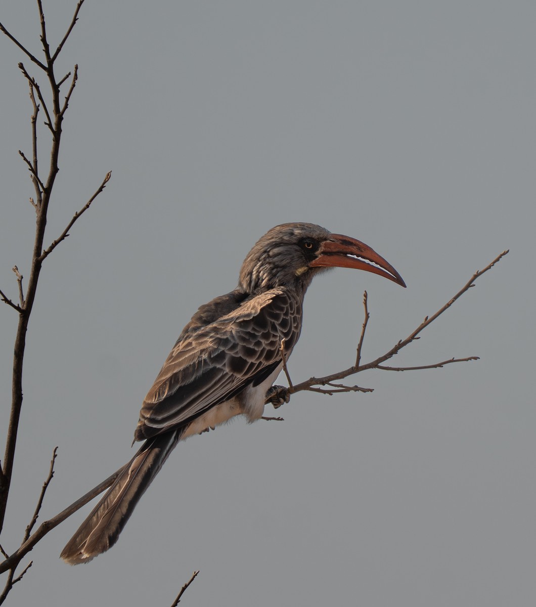 Bradfield's Hornbill - ML642186534