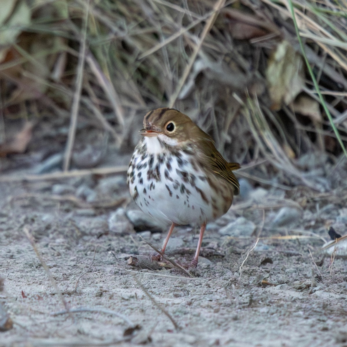 Ovenbird - ML642186535