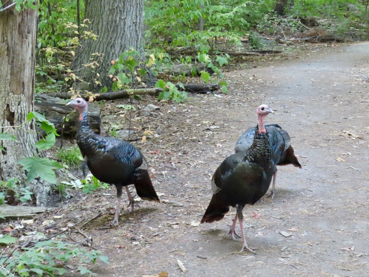 Wild Turkey - ML642186536
