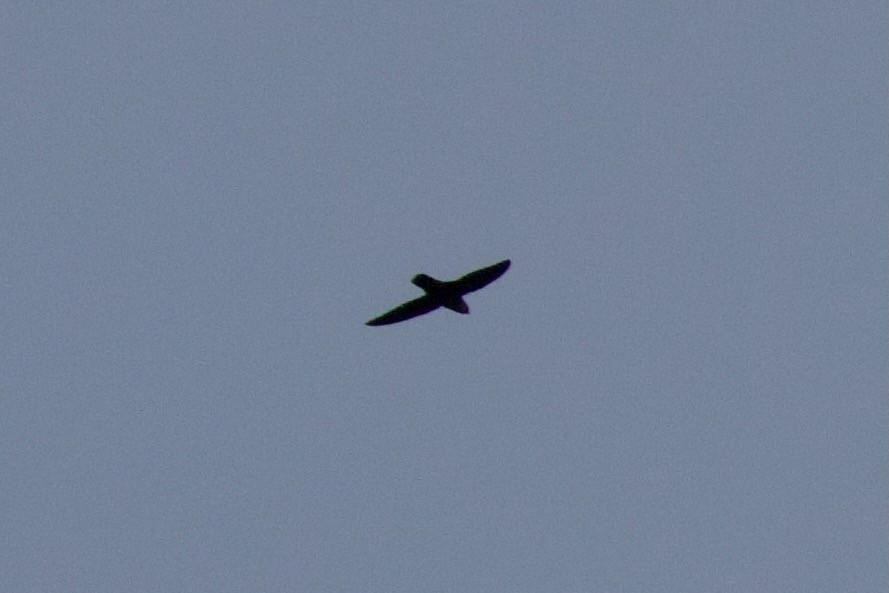 Chimney Swift - ML642186537