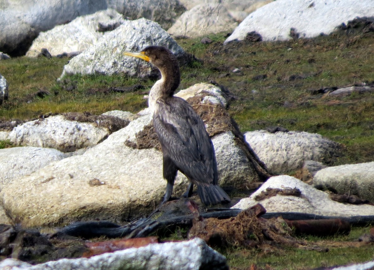 Double-crested Cormorant - ML642186538
