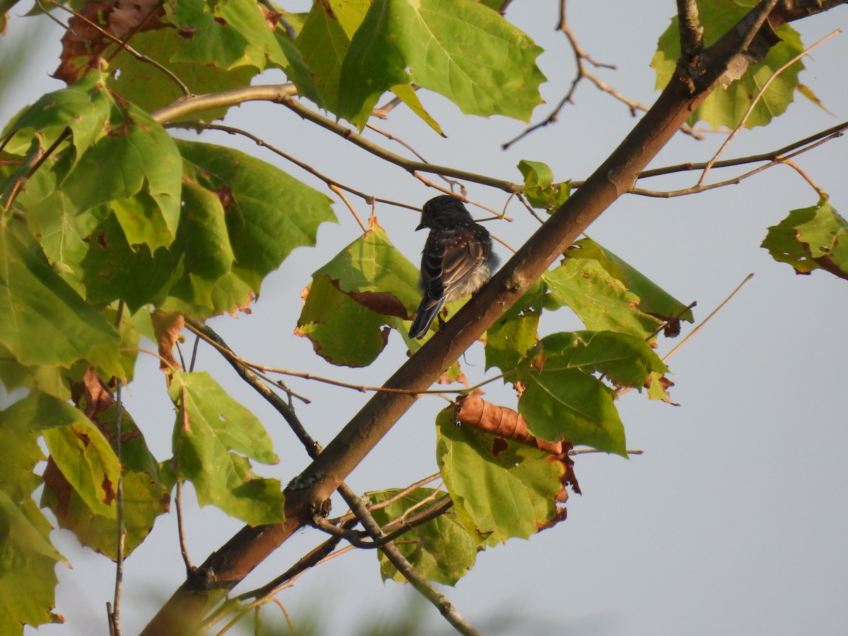 Eastern Bluebird - ML642186539