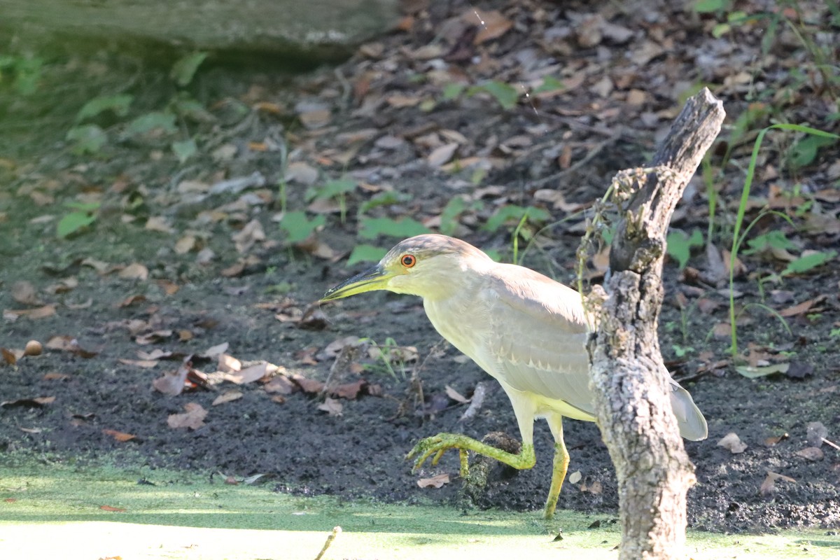 Black-crowned Night Heron - ML642186540