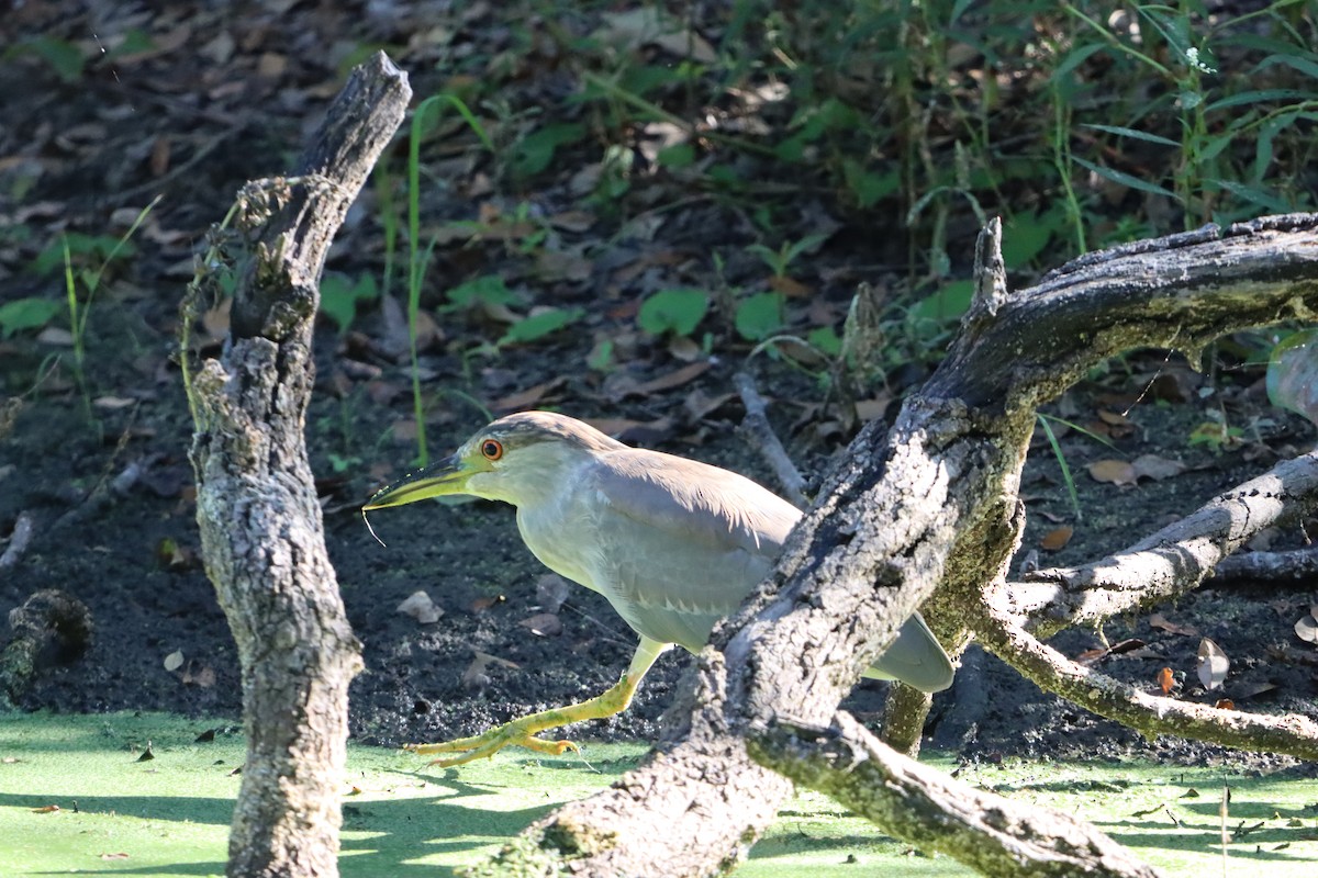 Black-crowned Night Heron - ML642186541