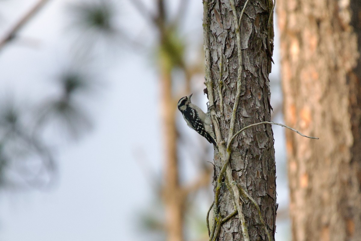 Downy Woodpecker - ML642186543